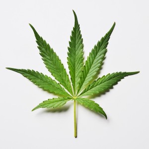 Marijuana leaf on a white background